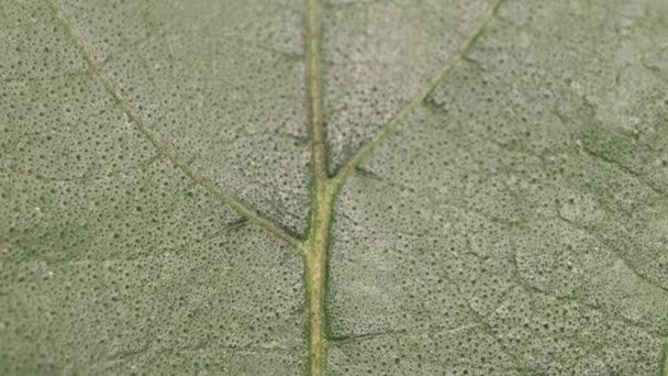 Primer Plano Una Hoja Verde Naturaleza — Vídeos de Stock