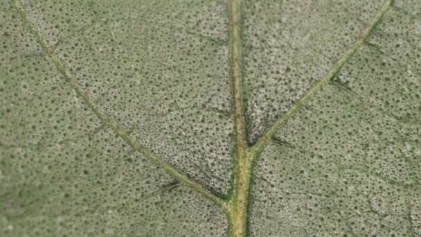 Perto Uma Folha Verde Natureza — Vídeo de Stock