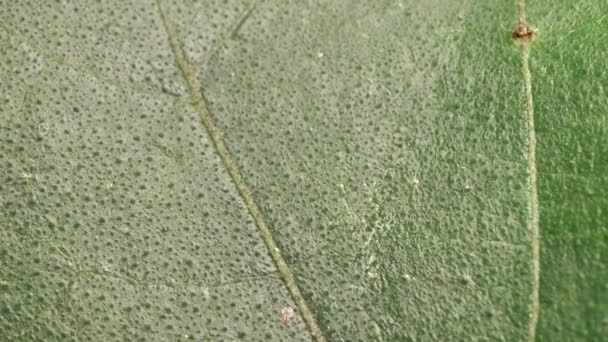 gros plan d'une feuille verte dans la nature 