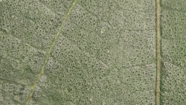 Perto Uma Folha Verde Natureza — Vídeo de Stock