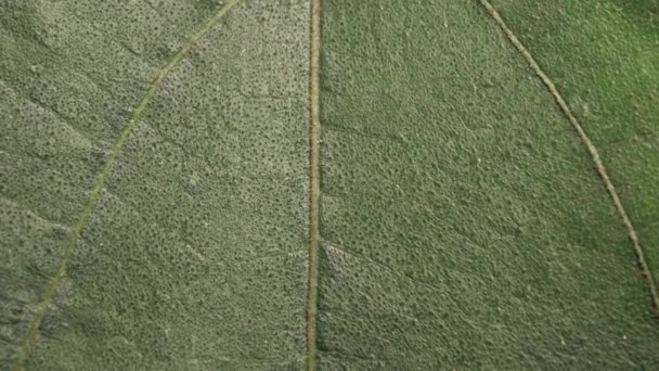 Nahaufnahme Eines Grünen Blattes Der Natur — Stockvideo