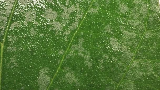 Gros Plan Une Feuille Verte Dans Nature — Video