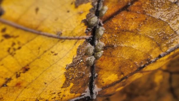 Sluiten Inspectie Van Een Droog Blad — Stockvideo