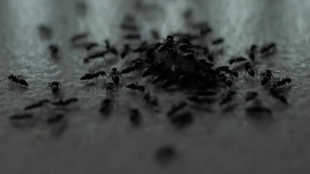 Primer Plano Hormigas Corriendo Moviéndose Varias Direcciones — Vídeo de stock