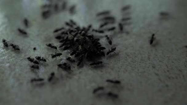 Zbliżenie Mrówki Działa Porusza Się Różnych Kierunkach — Wideo stockowe