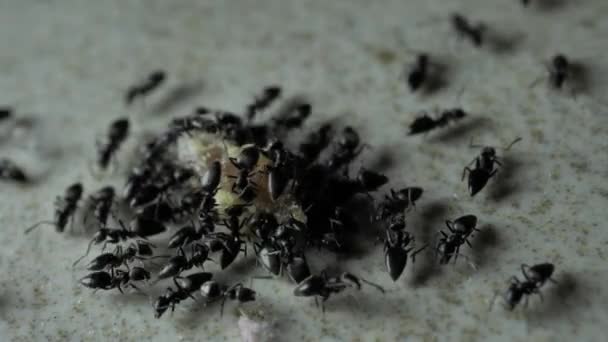 Nahaufnahme Von Ameisen Die Verschiedene Richtungen Laufen Und Sich Bewegen — Stockvideo