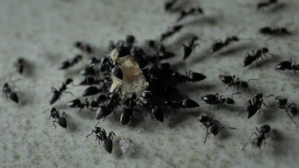 Close Ants Running Moving Various Directions — Stock Video