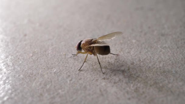 Makro Lövés Hazai Fly Gyorsan Mozgó — Stock videók