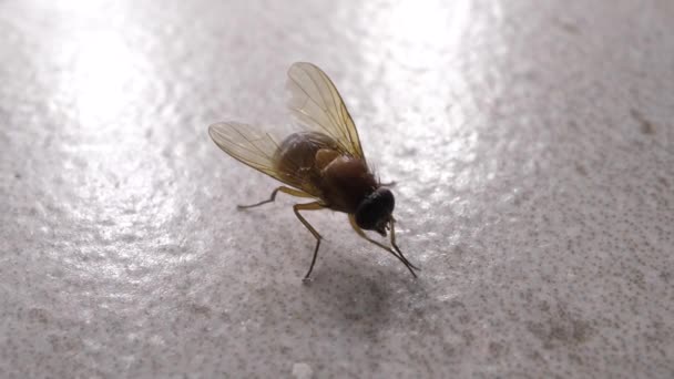 Macro Tiro Mosca Doméstica Movendo Rapidamente — Vídeo de Stock