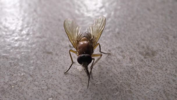 Macro Tiro Mosca Doméstica Movendo Rapidamente — Vídeo de Stock