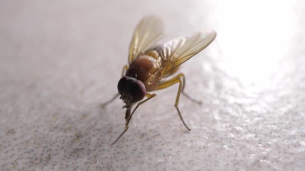 Macro Shot Domestic Fly Moving Swiftly — Stock Video