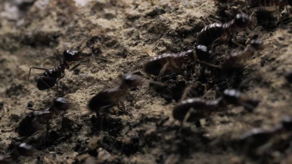 Tutup Dari Semut Yang Berjalan Dan Bergerak Dalam Berbagai Arah — Stok Foto