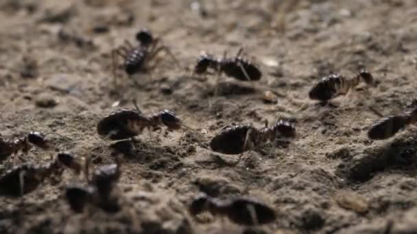 Primer Plano Hormigas Corriendo Moviéndose Varias Direcciones — Vídeo de stock