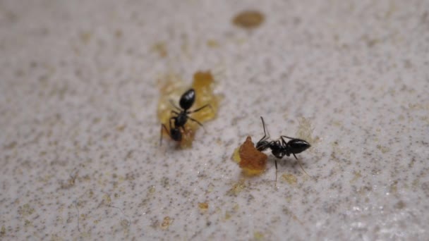 Primer Plano Hormigas Corriendo Moviéndose Varias Direcciones — Vídeos de Stock