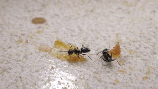 Primer Plano Hormigas Corriendo Moviéndose Varias Direcciones — Vídeo de stock