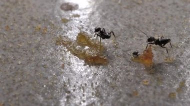 Çalışan ve çeşitli yönlere hareket ediyor karıncalar yakın çekim