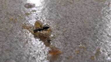 Çalışan ve çeşitli yönlere hareket ediyor karıncalar yakın çekim