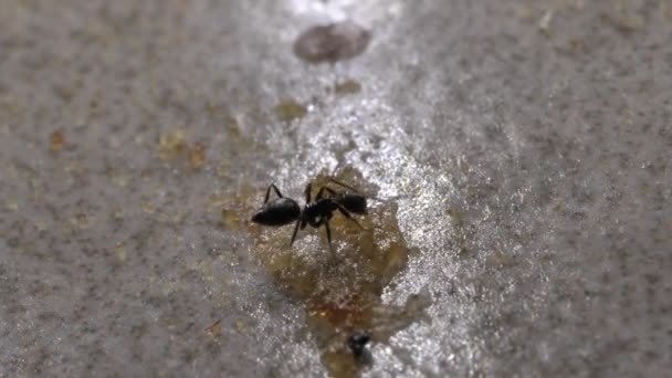 Gros Plan Sur Les Fourmis Courant Déplaçant Dans Différentes Directions — Video