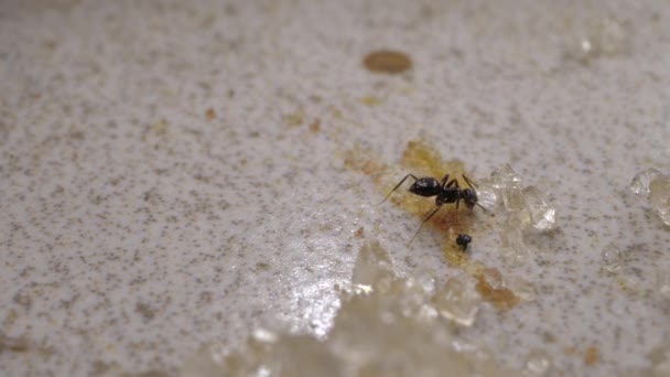 Gros Plan Sur Les Fourmis Courant Déplaçant Dans Différentes Directions — Video