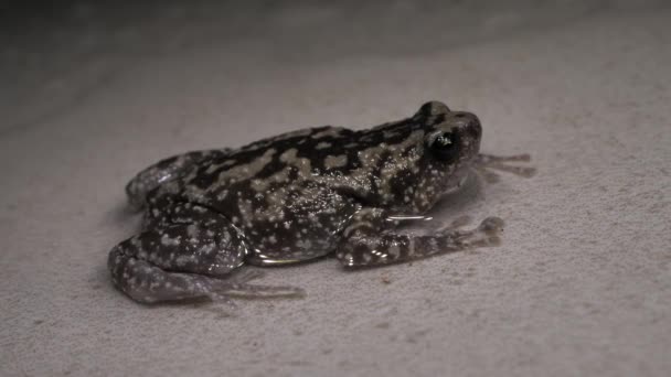 Close Van Een Levende Toad — Stockvideo