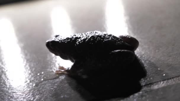 Nahaufnahme Einer Lebenden Kröte — Stockvideo