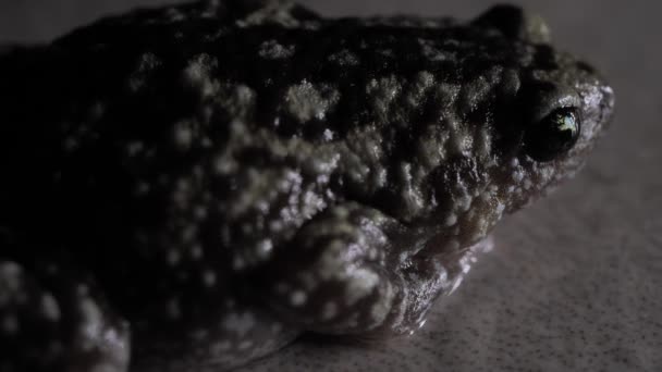 Close Van Een Levende Toad — Stockvideo