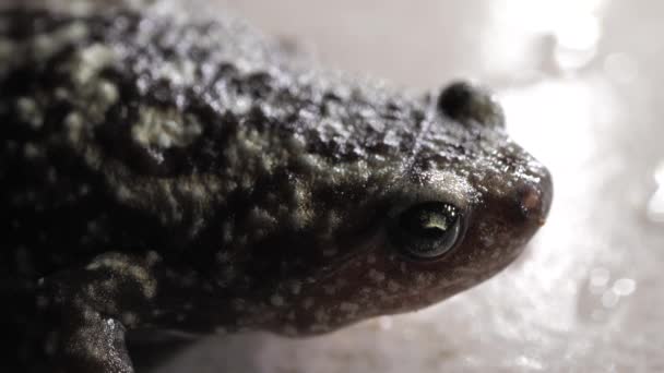 Bir Yaşam Kurbağa Yakın Çekim — Stok video