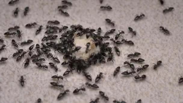 Close Formigas Correndo Movendo Várias Direções — Vídeo de Stock