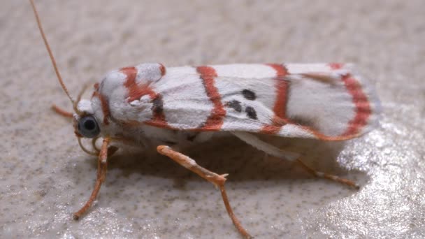 Primer Plano Una Polilla Insectos — Vídeo de stock