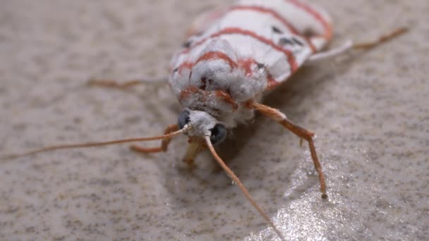Primer Plano Una Polilla Insectos — Vídeos de Stock