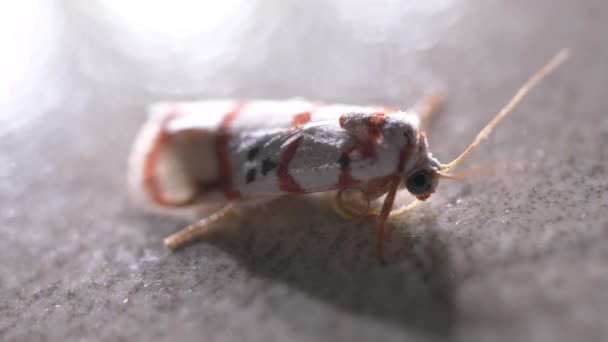 Primer Plano Una Polilla Insectos — Vídeo de stock