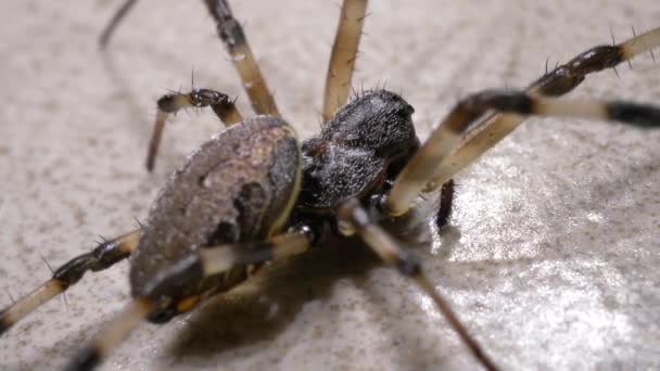 Gros Plan Une Araignée Effrayante Qui Bouge Lentement — Video