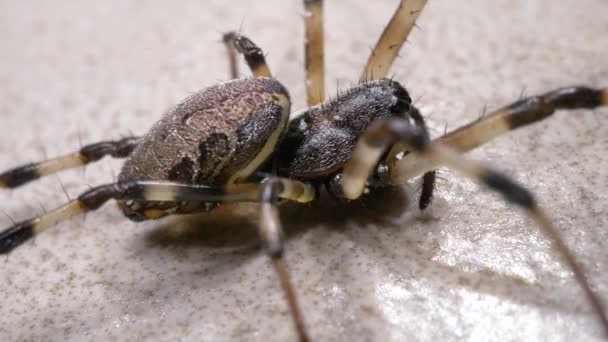 천천히 거미의 클로즈업 — 비디오