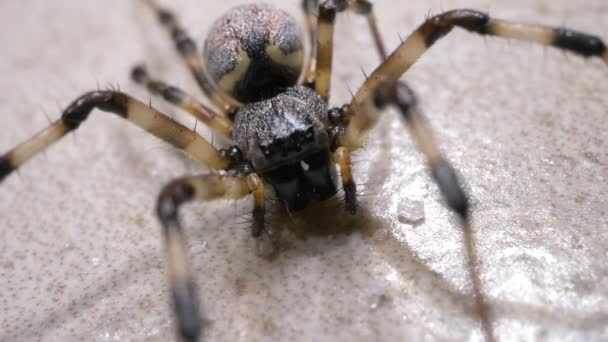 Ένα Ανατριχιαστικό Αράχνη Που Κινείται Αργά Κοντινό Πλάνο — Αρχείο Βίντεο