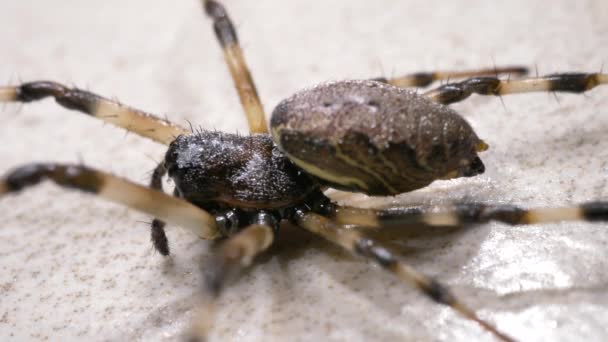 Nahaufnahme Einer Gruseligen Spinne Die Sich Langsam Bewegt — Stockvideo