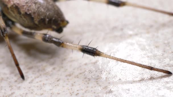 Gros plan d'une araignée effrayante qui bouge lentement 
