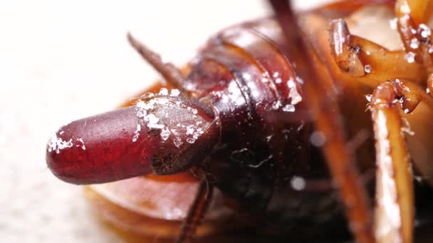 Böcek Analiz Laboratuarında Yakın Çekim — Stok video
