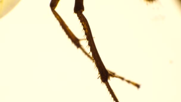 Detailní Mikroskopický Záběry Hmyzích Nohách — Stock video