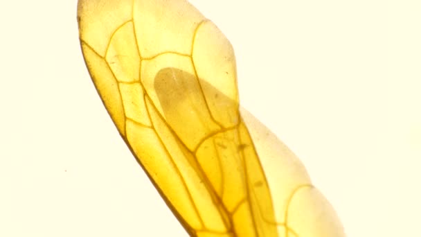 Detailní Mikroskopický Záběry Hmyzích Křídel — Stock video