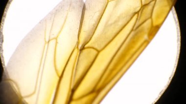 Böcek kanat detaylı mikroskobik görüntüleri