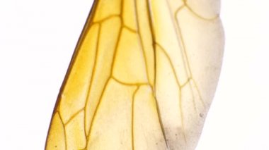 Böcek kanat detaylı mikroskobik görüntüleri