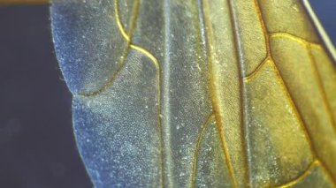 Böcek kanat detaylı mikroskobik görüntüleri