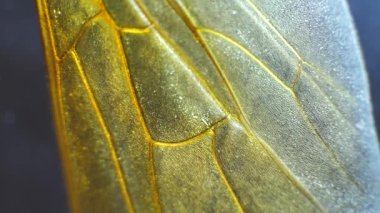 Böcek kanat detaylı mikroskobik görüntüleri