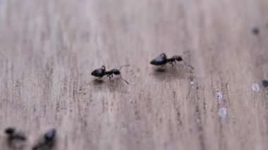 Çalışan ve çeşitli yönlere hareket ediyor karıncalar yakın çekim