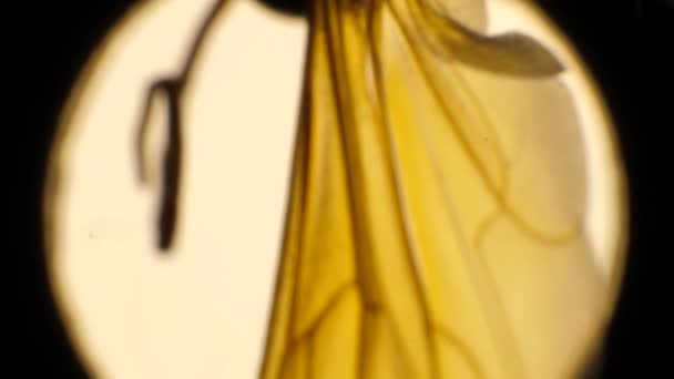 Детальний Мікроскопічний Знімок Крил Комах — стокове відео