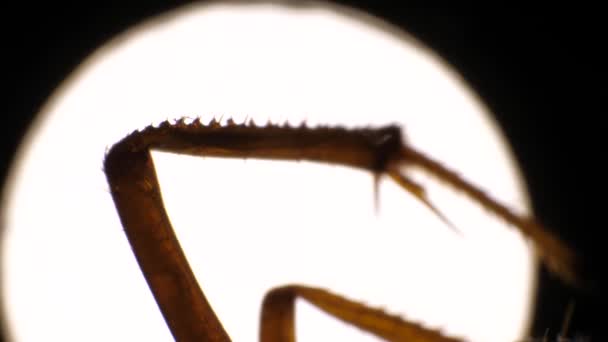 Detaillierte Mikroskopische Aufnahmen Von Insektenbeinen — Stockvideo