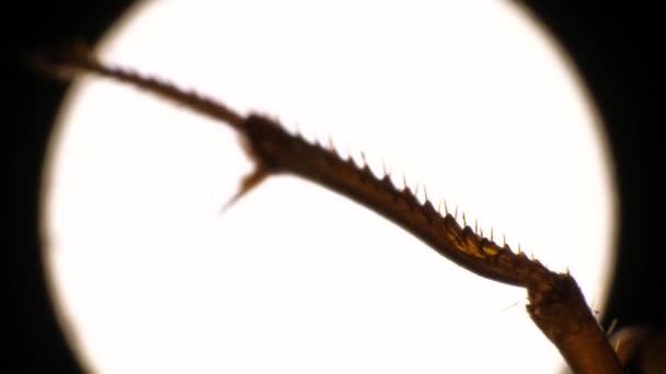 Imagens Microscópicas Detalhadas Pernas Insetos — Vídeo de Stock