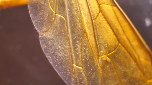昆虫翅膀的详细显微素材 — 图库视频影像