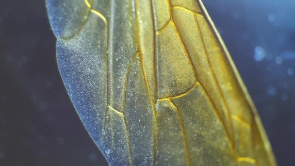 Детальний Мікроскопічний Знімок Крил Комах — стокове відео