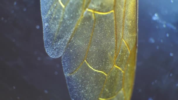 昆虫の翅の詳細な顕微鏡映像 — ストック動画